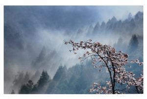 3席　霧の中の桜　渡辺幸代