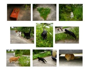 1席　ニャンコの庭　向後広美