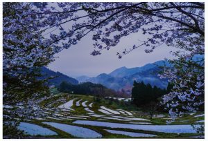 3 席秋山さおりさくらに囲まれて