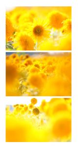 Aひまわり　向後広美