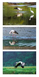 　コウノトリ　向後寛治