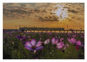 1席　コスモス畑を行く　向後寛治