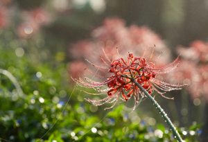 2席　朝露　向後広美