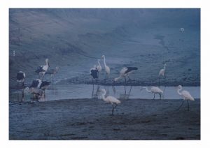 2席　朝もやの中　向後寛治