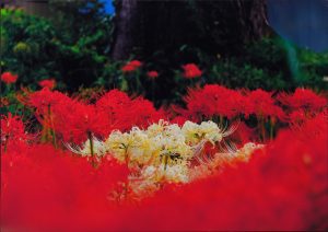 2席　巨樹と共に　高橋照典