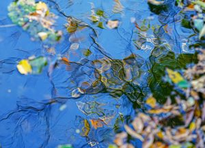 3席　 柿の木　向後広美