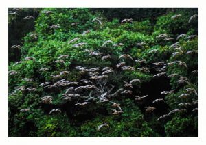 1席　集団飛行　向後寛治