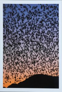 2位　乱舞　向後寛治