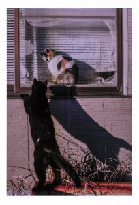 3席　我が家の猫　向後寛治