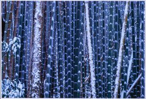 3席　雪の竹林　高橋照典