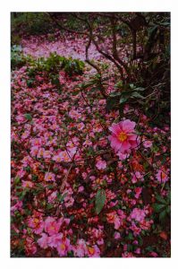 4位　花の命