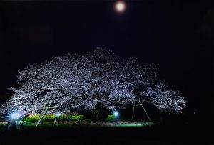 3席　夜桜　椎名昭一