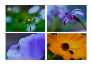 3席　虫たちの春　高橋久子